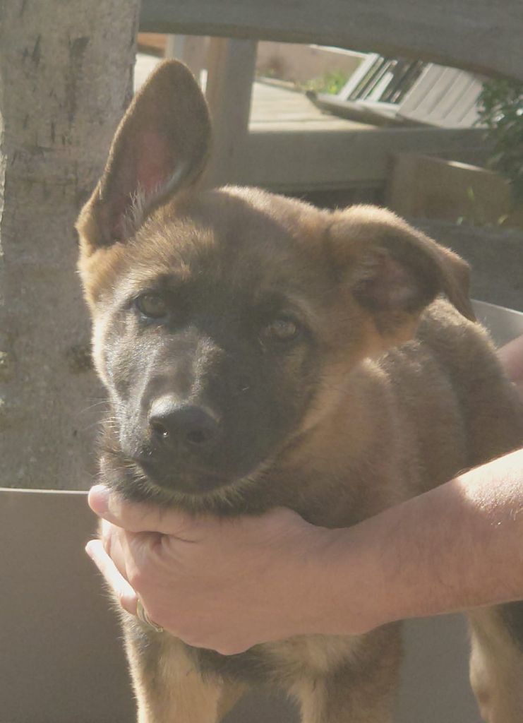 Merogaly - Chiot disponible  - Berger Allemand